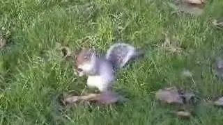 The squirrels & The White Stripes