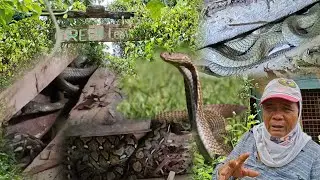 Mga King cobra sa abandonadong resort gustong kainin ang sawa | part 1