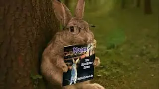 Noam Easter Bunny Story