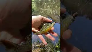 Spot fishing #microfishing #fishinglife #longearsunfish #mississippifishing