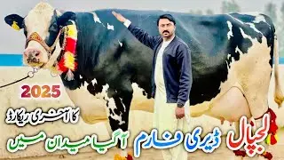 Lajpal Dairy Farm | Last video of 2025 | Biggest Record | Pure HF