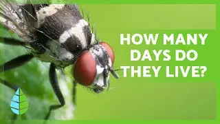 Сколько живут МУХИ? 🦟 (Жизненный цикл мух)