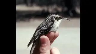 08 Brown Creeper, a bird of mature conifer forests in Montana