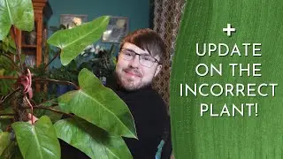 Philodendron Painted Lady Care and Origins - Did you know it is 60+ years old?