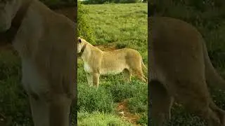4K African Wildlife - Wild Animals of Africa - Real Sounds of Africa - 4K Video Ultra HD@4k #