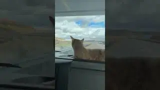 Furry Navigator on Board: Cat Relaxing on RV Dashboard + Scenic Arizona Drive! 😺🌄