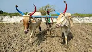 cow training in first time | Bullock Cart Ride | Bullock Cart Videos
