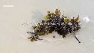 Assessa Alga y QUIDGEL BRM