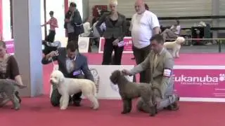 World Dog Show - Budapest 2013 - Lagotto Romagnolo - part 2