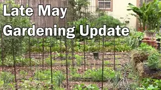Late May Gardening Update - Everything Is Growing Well.