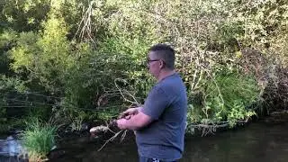 California trout fishing