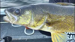August walleye fishing mid/late summer 