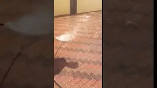 Pavement - Cleaning Service
