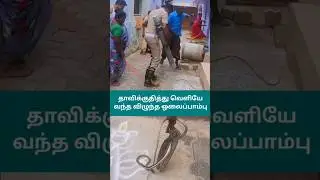 ஓலைப்பாம்பு