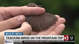 Why researchers are tracking birds on Vermont's tallest peak