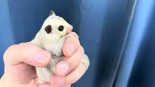 2025.9.11脱嚢フクロモモンガプラチナモザイクホワイトフェイス男の子(双子の一人)の生体販売用の紹介動画です。