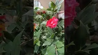 цветы #красивые #короткие #короткоевидео