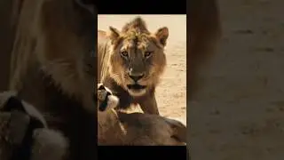 We Froze. Lions Started Fighting Beside Our Jeep | POV Safari#shorts #animals