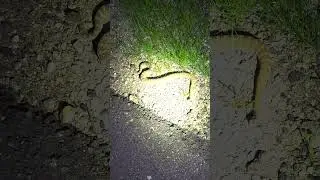 A Danger for Tucson night hikers!