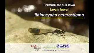 MBZ Project on Rhinocypha heterostigma (Javan Jewel)