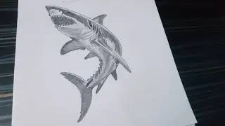 How To Draw a Realistic Shark 🦈 / Pencil sketch Tutorial.
