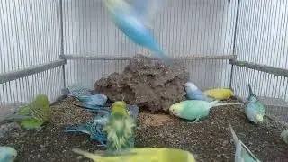 This Bird Video Is Pure Calm No Distractions