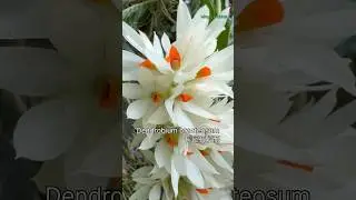 Dendrobium bracteosum 長苞石斛蘭 #orchids #orchid #兰花 #蘭 #anggrek #flowers