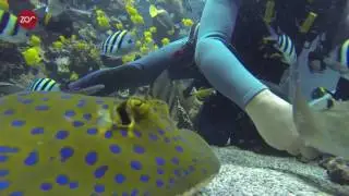 Laatste dieren Aquatopia klaar voor transport