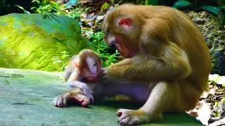 baby monkey cries while running and catching mother's milk