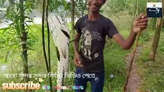 মকশ বিলে বড়ো রুই এবং শৌল মাছের হিট 😱#Fishing in Bangladesh#viral fishing #video#fishing#fishing blog