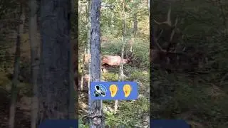 Elk Rut 2025 #bullelk #elkhunting #pawilds