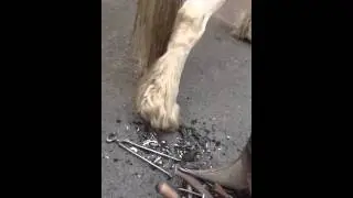 Farrier Jeff Walker at work