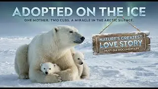 An Canadian Polar Bear Adoption Story : A Miracle on the Frozen World | Full Documentary