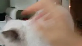 엄마를 무지 사랑하는 노춘이❤ [콩단맘,고양이,스코티쉬폴드,스코티쉬스트레이트,먼치킨]