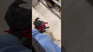 This was a pet friendly store