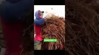 perontok padi: story di sawah #shorts #short