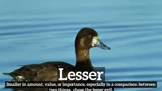 What is Lesser? | How Does Lesser Look? | How to Say Lesser in English?