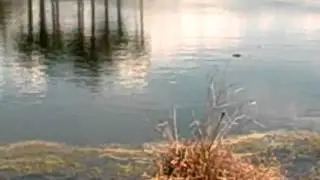 Gator hunting in Fort Myers, Florida