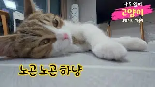 나도 있어 고양이, 묘곤 묘곤 노곤 노곤 하다 노곤 노곤 해