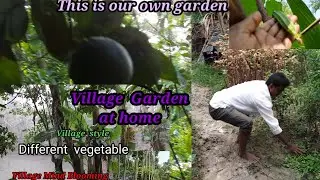 Village Farming at home / Organic Monsoon vegetables harvesting show