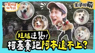 阿本 體育魂開啟！與 柯基 來賽跑 短腿逆襲 瘋狂暴衝！是時候展現真正的實力了！？【 主子好萌 】 萌寵明星粗乃玩 @haveapetday