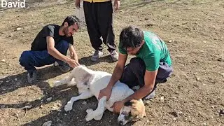 David and Ali treated the dog in mountain nomadic life today