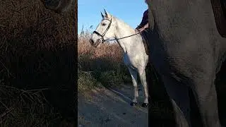 Cheval espagnol en Camargue aux Saintes Maries de la Mer
