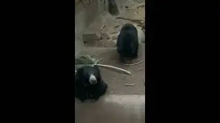 Some funny Andean spectacled bears...