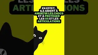 &Agrave; quoi servent vraiment les coussinets sous les pattes d'un chat ? #28