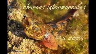 Blenios y gobios, la alternativa cuando el mar abierto no lo pone f&aacute;cil.