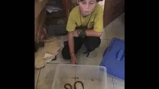 Hunter shows a Central American Coral snake!