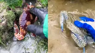 Fishing for crabs 🦀Crab video #fishing #crab #catching