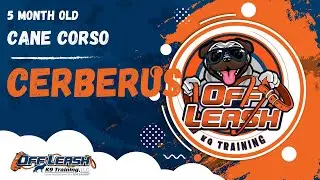 Cerberus | 5 Month Old Cane Corso | Off Leash Cane Corso Training, Georgia