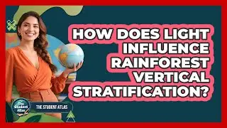 How Does Light Influence Rainforest Vertical Stratification?